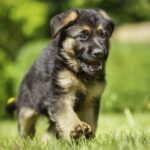 Aktuelles Bild: German_Shepherd